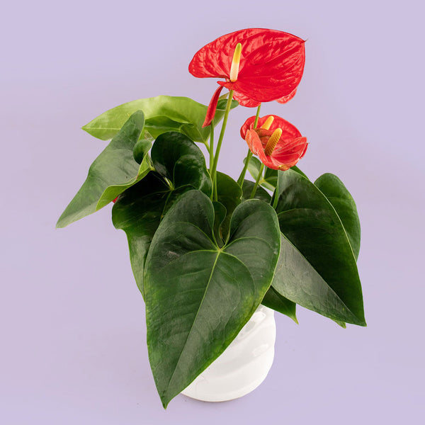 Anturio - Planta