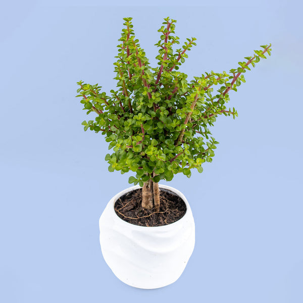 Árbol de la Abundancia - Planta