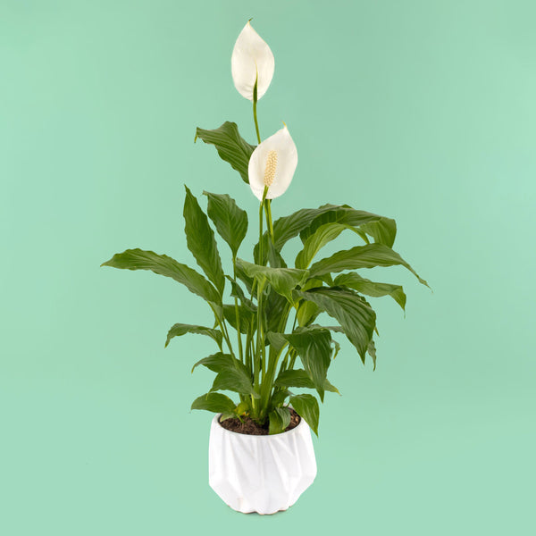 Cuna de Moises - Planta