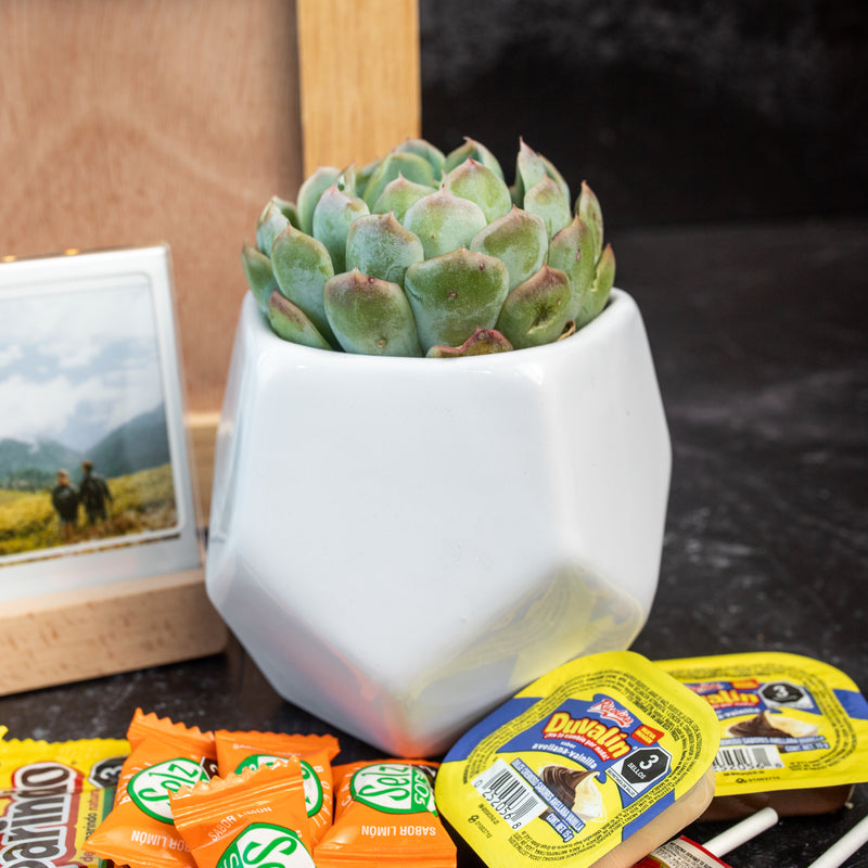 Kit Instax / Portarretrartos y Suculenta