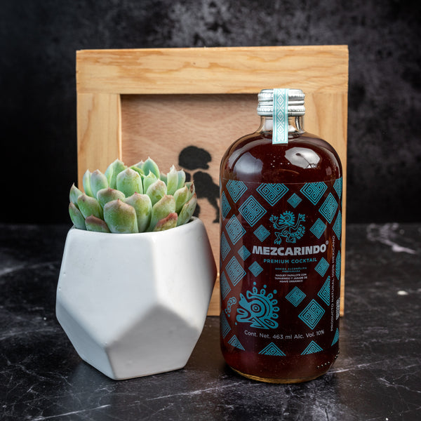 Kit Mezcarindo - Mezcal y Suculenta