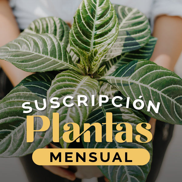 Suscripción Planta Mensual