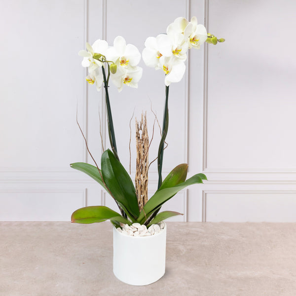 Orquídea Blanca - Maceta Blanca, Vara de Curly y Esqueleto