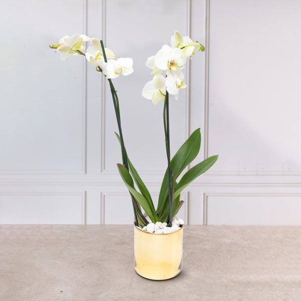 Orquídea Blanca - Maceta Dorada