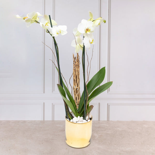 Orquídea Blanca - Maceta Dorada, Varas de Curly y Esqueleto