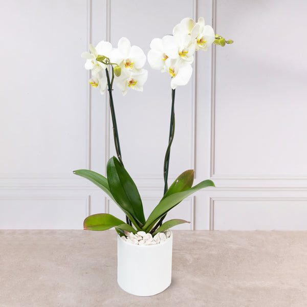 Orquídea Blanca - Maceta Blanca