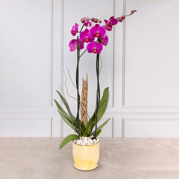 Orquídea Morada - Maceta Dorada, Vara de Curly y Esqueleto