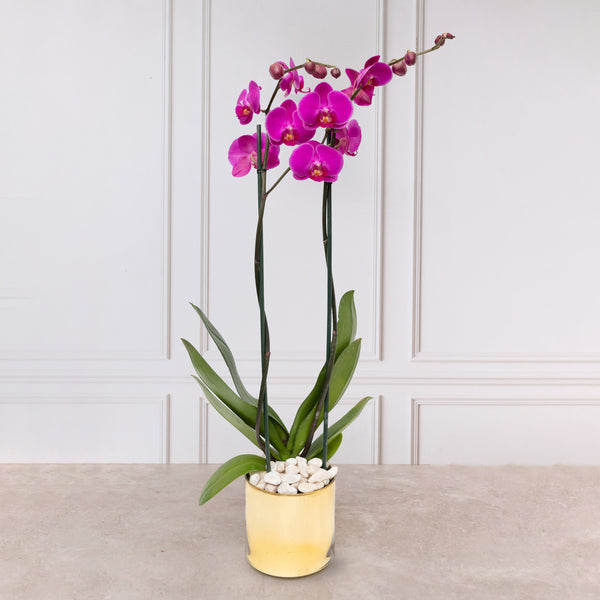 Orquídea Morada - Maceta Dorada