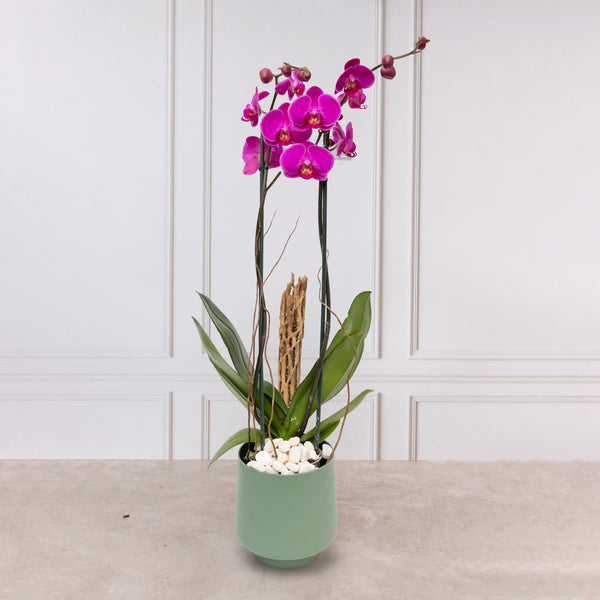 Orquídea Morada - Maceta Verde, Varas de Curly y Esqueleto