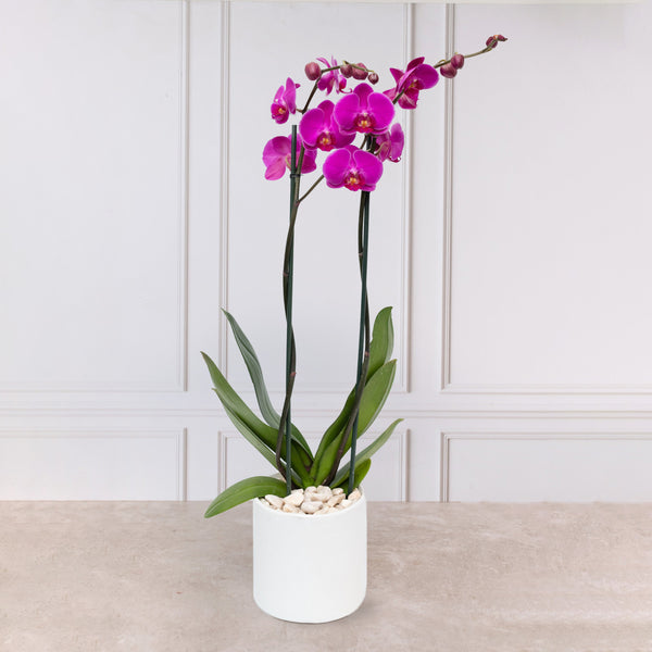 Orquídea Morada - Maceta Blanca