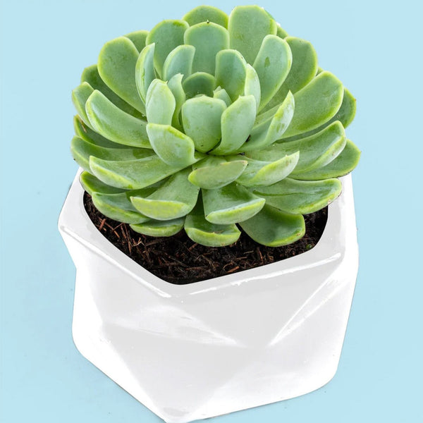 Suculenta - Planta