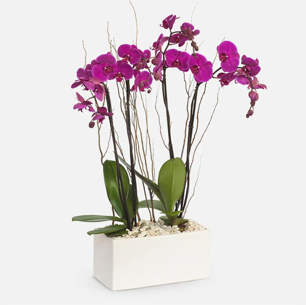 Todo Mi Cariño - Orquídea Morada